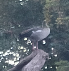 Alopochen aegyptiaca