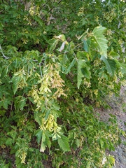 Acer