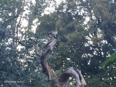 Alopochen aegyptiaca