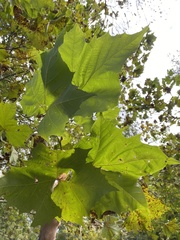 Platanus