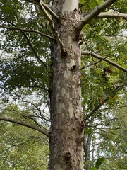 Platanus