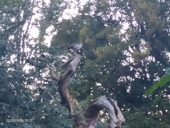 Alopochen aegyptiaca