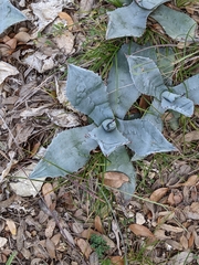 Agave parryi