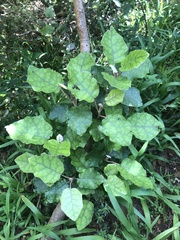 Brachyglottis repanda