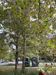 Platanus