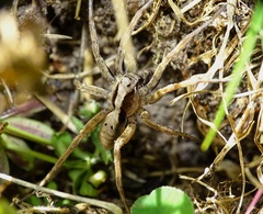 Alopecosa inquilina