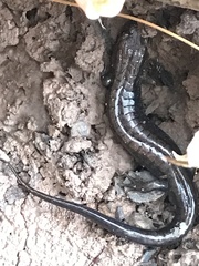 Desmognathus ochrophaeus