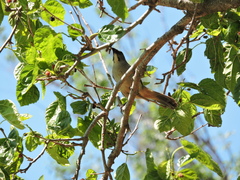 Saltator coerulescens