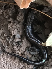 Desmognathus ochrophaeus