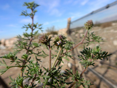 Glandularia parodii