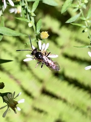 Lasioglossum fuscipenne