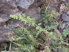 Rumex salicifolius