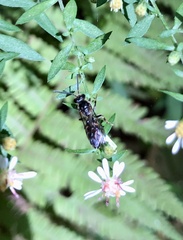 Lasioglossum fuscipenne