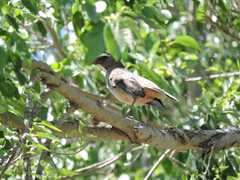 Saltator coerulescens