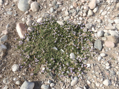 Glandularia parodii