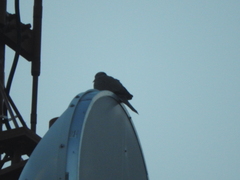 Streptopelia decaocto