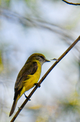 Microeca flavigaster
