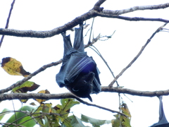 Pteropus alecto