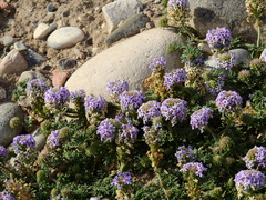 Glandularia parodii