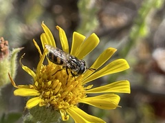 Copestylum marginatum