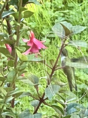 Calypte anna