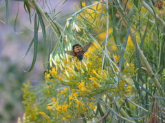 Paradejeania rutilioides