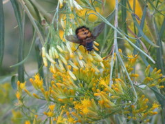 Paradejeania rutilioides