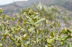 Quercus rugosa