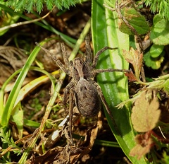 Alopecosa inquilina