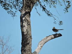 Mimus triurus