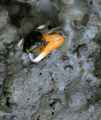 Tubuca coarctata