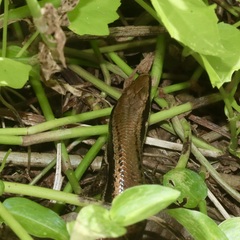 Mabuya dominicana