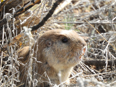Ctenomys