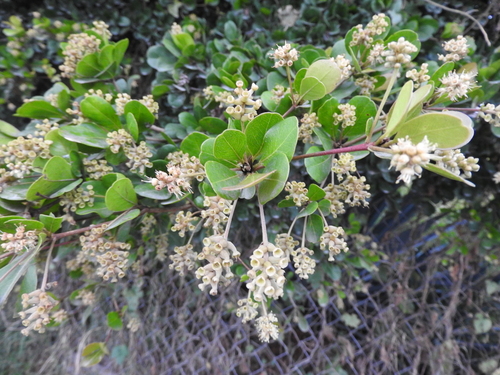 Image of Terminalia buceras by (c) Oscar Alejandro Morales Juárez, some rights reserved (CC BY-SA)