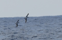 Calonectris leucomelas