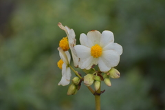 Begonia octopetala