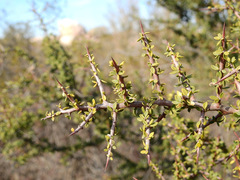 Condalia microphylla