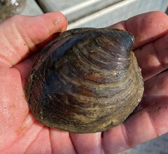 Reginaia ebenus
