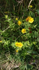 Pulicaria dysenterica