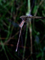 Lestes alacer
