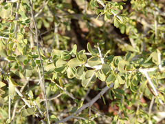 Schinus johnstonii