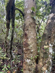 Maclura tinctoria