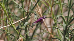 Penstemon thurberi