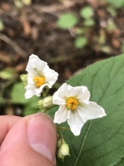 Solanum maglia