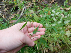 Bidens discoidea