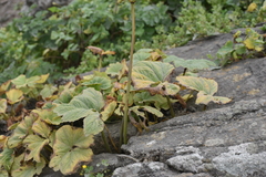 Begonia octopetala