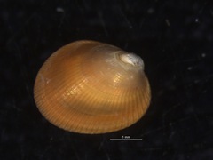 Arvella faba