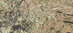 Eriogonum plumatella