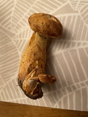 Gymnopilus subspectabilis