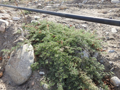 Glandularia parodii